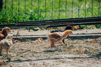 View of a bird on field