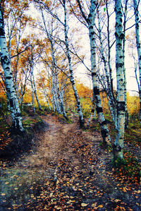 Full frame shot of trees in autumn