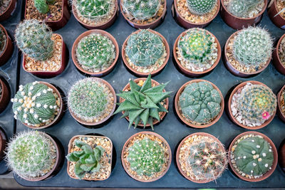 Full frame shot of potted plants