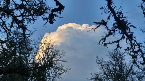 Low angle view of bare tree against blue sky