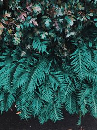 High angle view of fern tree in forest