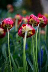 Close-up of red flowers blooming outdoors