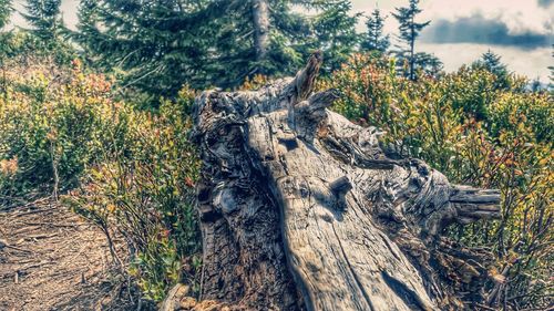 Tree stump in forest