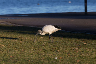 Close-up of bird perching on grassy field