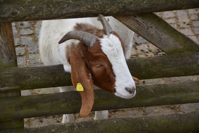 High angle view of goat by wooden fence