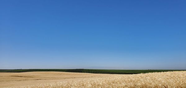 Scenic view of field against clear blue sky