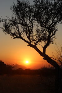 Silhouette of trees at sunset