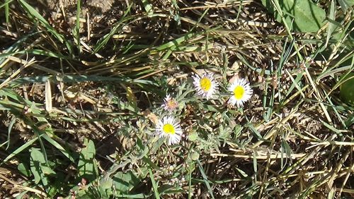 Close-up of yellow flower growing in field