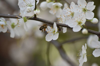 Close-up of bee on cherry blossom