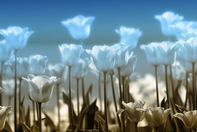 Close-up of white flowering plants on field