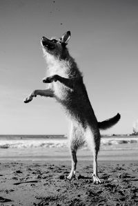 Close-up of cat standing on beach against sky