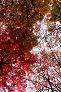 Low angle view of trees during autumn
