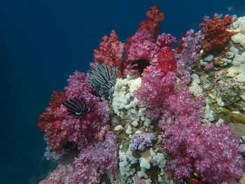 Close-up of coral in sea