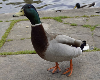 Duck on a lake