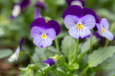 Close-up of purple flowering plant