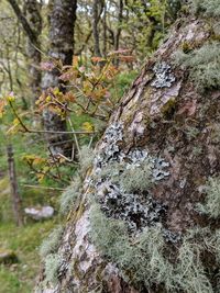Close-up of moss growing on tree trunk