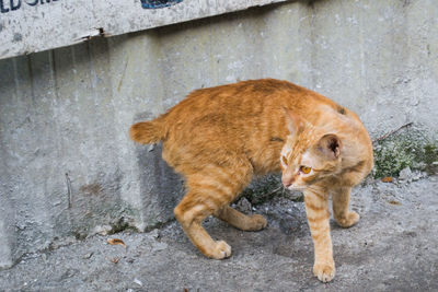 Ginger cat lying on wall