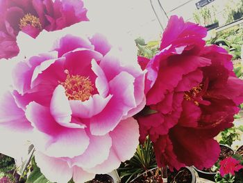 Close-up of pink flower