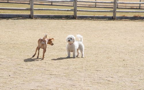 Two dogs on the ground