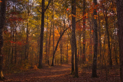 Trees in forest during autumn