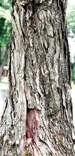 Close-up of lichen on tree trunk