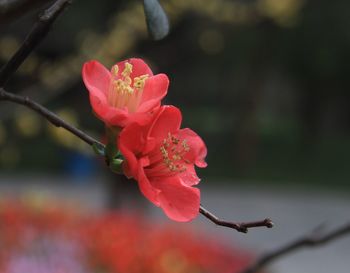 Close-up of pink flower