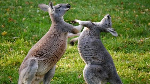 Kangaroos fighting on field