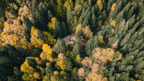 High angle view of pine trees in forest during autumn