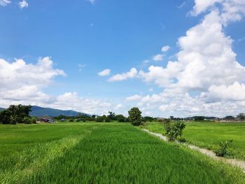 Scenic view of agricultural field against sky