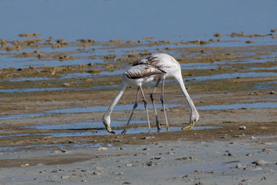 Bird on beach against sea