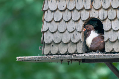 Low angle view of bird perching on wood