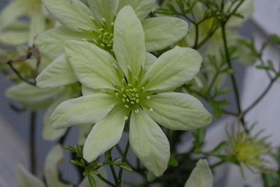 Close-up of flowers