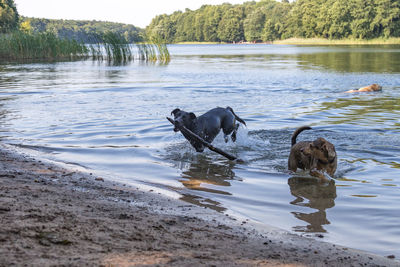 Dog in a lake