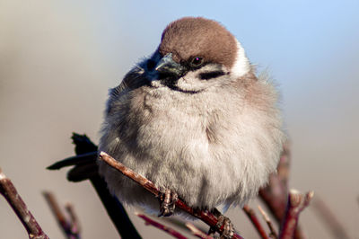 Close-up of bird perching on branch