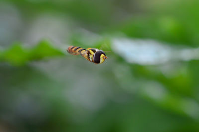 Close-up of insect on leaf