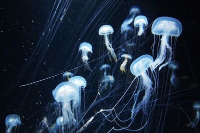 White jellyfishes swimming in sea at night