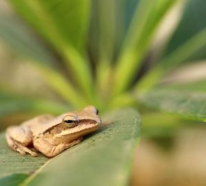 Close-up of frog on leaf