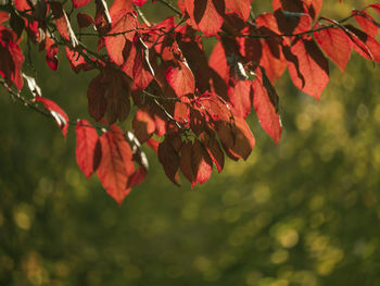 Close-up of red leaves on tree