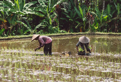 View of farmers planting rice