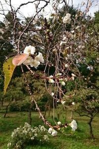 Close-up of white flowers