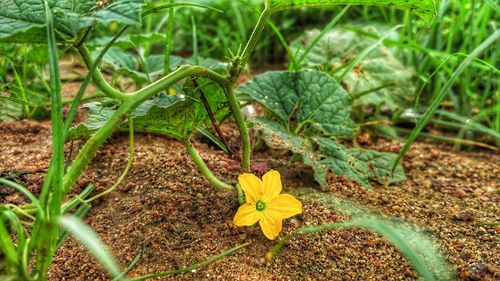 High angle view of butterfly on flower field