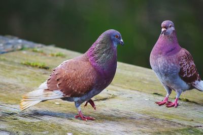 Birds perching on ground