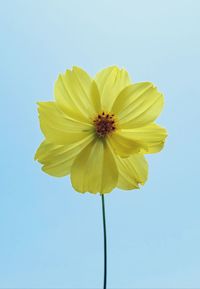 Low angle view of yellow flower against clear sky