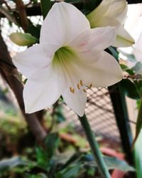 Close-up of white day lily blooming on tree