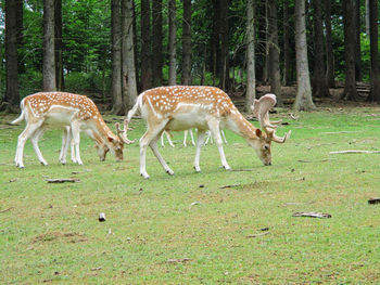 Deers in a park at summertime