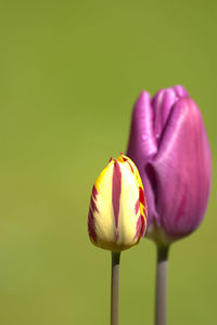 Close-up of flower against blurred background