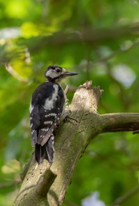 Close-up of bird perching on tree