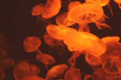 Close-up of fish swimming in sea