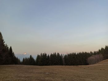 Trees on field against sky during sunset