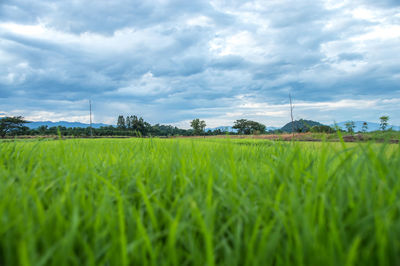 Scenic view of agricultural field against sky